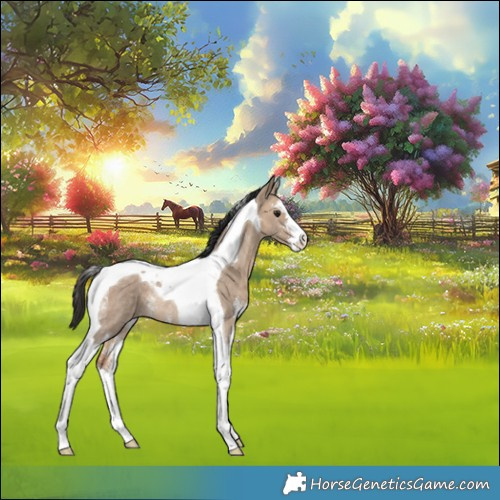 Horse Color:Bay Dun Sabino Tobiano Rabicano 