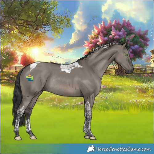 Horse Color:Grullo Tobiano Rabicano 