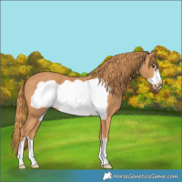 Horse Color:Chestnut Frame 