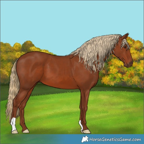Horse Color:Chestnut 