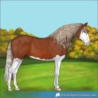 Horse Color:Chestnut Splash 