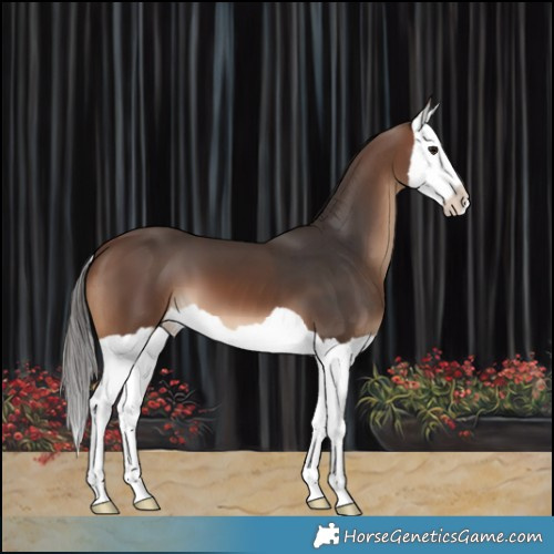 Horse Color:Brown Splash 