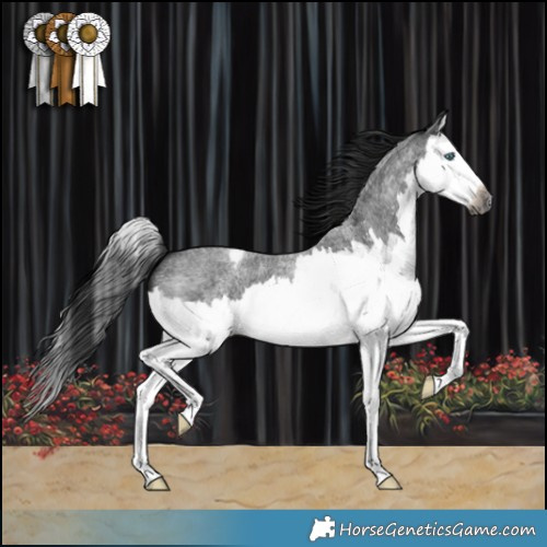 Horse Color:Gray Blue Roan Sabino Splash Appaloosa 