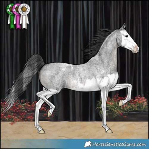 Horse Color:Blue Roan Sabino Splash Appaloosa 