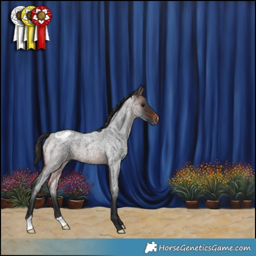 Horse Color:Brown Roan Appaloosa