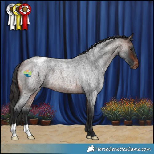 Horse Color:Brown Roan Appaloosa 