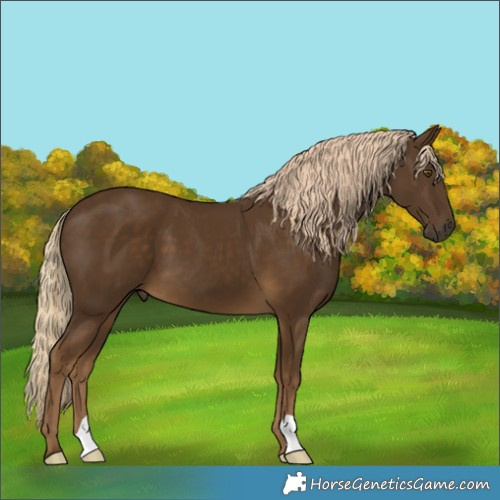 Horse Color:Chocolate Palomino 