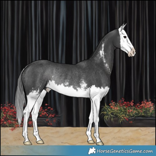 Horse Color:Black Sabino Splash Rabicano 