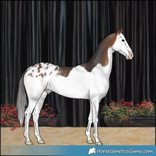 Horse Color:Brown Splash Appaloosa Rabicano