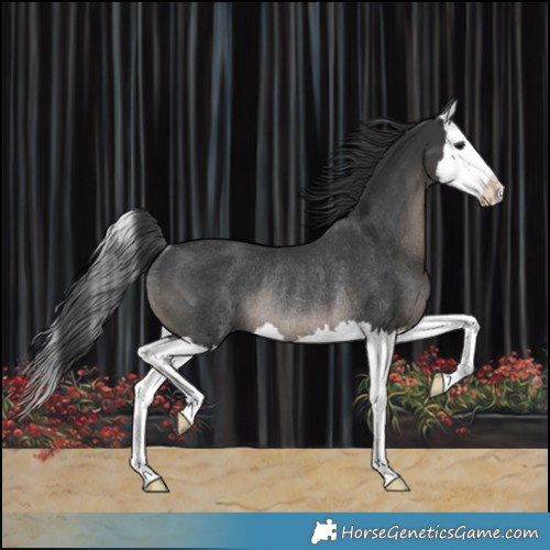 Horse Color:Black Splash Rabicano