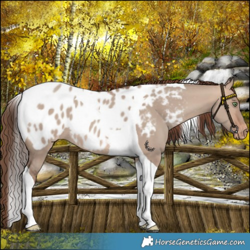 Horse Color:Sable Champagne Dun Tobiano Blanket Rabicano 
