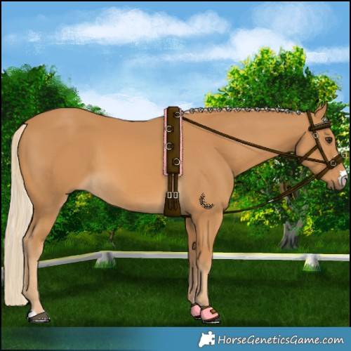 Horse Color:Palomino