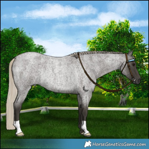 Horse Color:Gray Silver Smoky Blue Roan Rabicano 