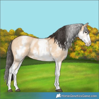 Horse Color:White Spotted Bay Dun 