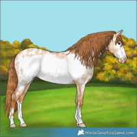 Horse Color:Red Dun Frame Near Leopard