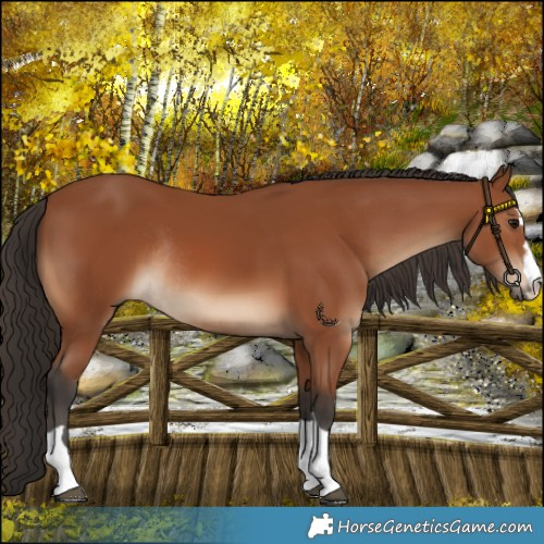 Horse Color:Bay Rabicano 