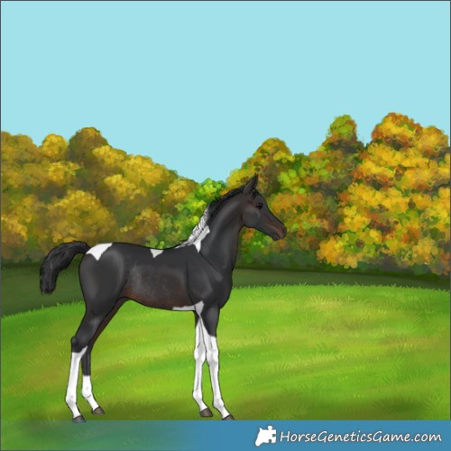 Horse Color:Brown Tobiano Rabicano 