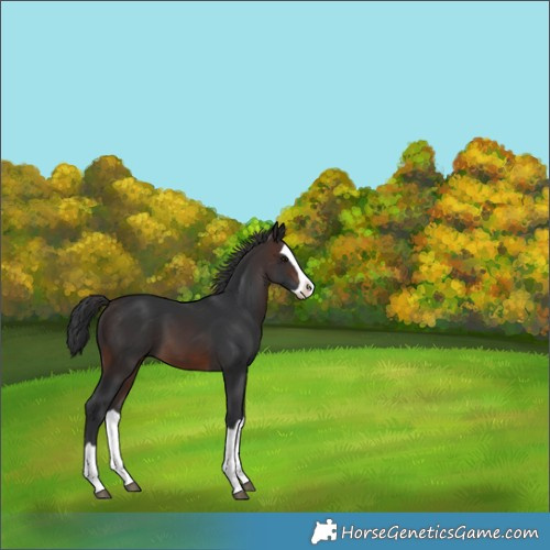 Horse Color:Brown Splash