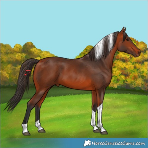 Horse Color:Bay Tobiano 