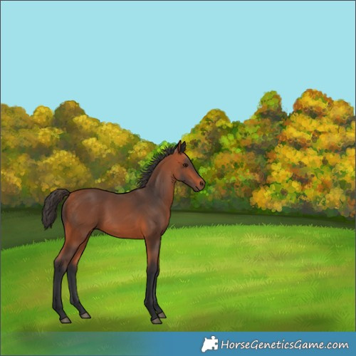 Horse Color:Bay 