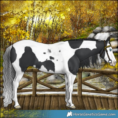 Horse Color:Black Splash Tobiano 