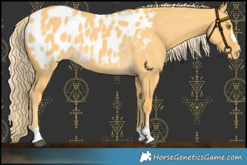 Horse Color:Palomino Dun Blanket 
