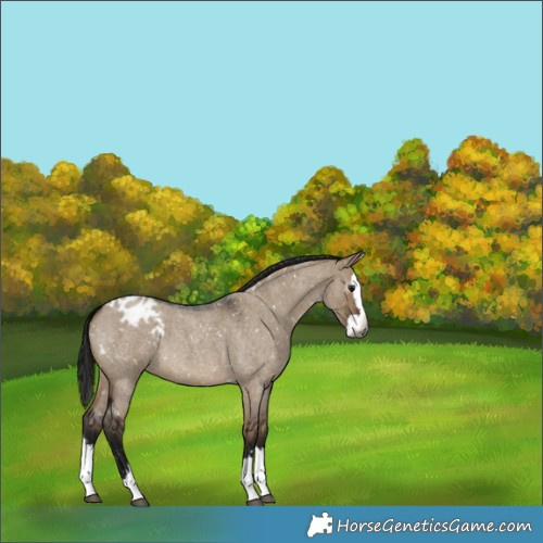 Horse Color:Gray Brown Roan Dun Splash Appaloosa