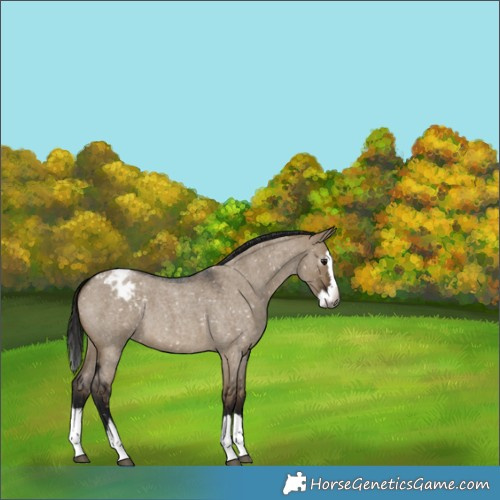 Horse Color:Gray Brown Roan Dun Splash Appaloosa
