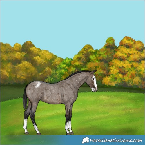 Horse Color:Gray Brown Roan Dun Splash Appaloosa
