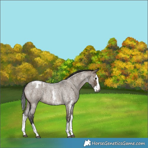 Horse Color:Gray Brown Roan Dun Sabino Splash Appaloosa 