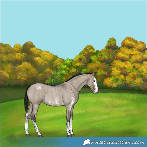 Horse Color:Gray Brown Roan Dun Sabino Splash Appaloosa 