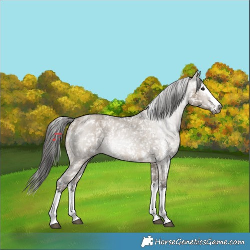 Horse Color:Gray Brown Roan Dun Sabino Splash Blanket