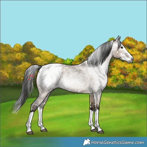 Horse Color:Gray Brown Roan Dun Splash Blanket 