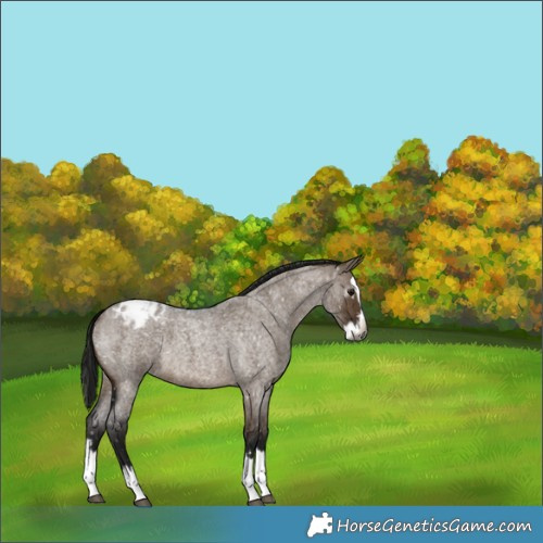 Horse Color:Gray Brown Roan Dun Splash Appaloosa 