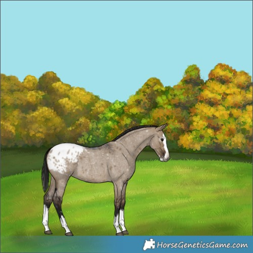 Horse Color:Gray Brown Roan Dun Splash Appaloosa