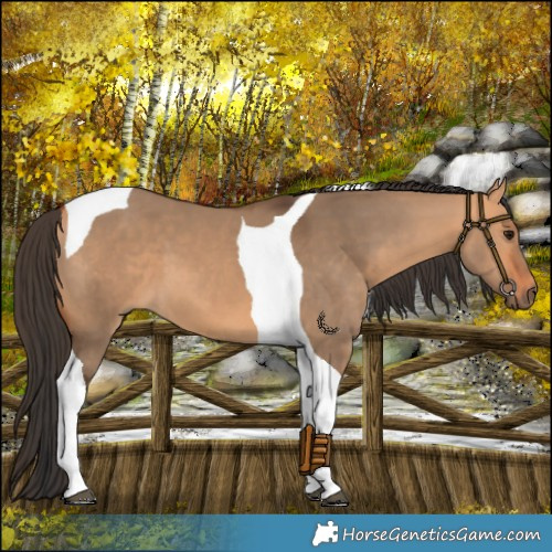 Horse Color:Bay Dun Tobiano 