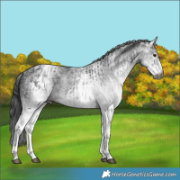 Horse Color:Gray White Spotted Black  and Gray White Spotted Black 