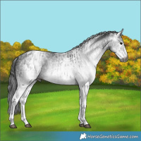Horse Color:Gray White Spotted Black  and Gray White Spotted Black 
