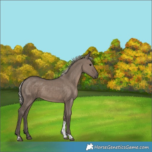 Horse Color:Silver Grullo Tobiano 