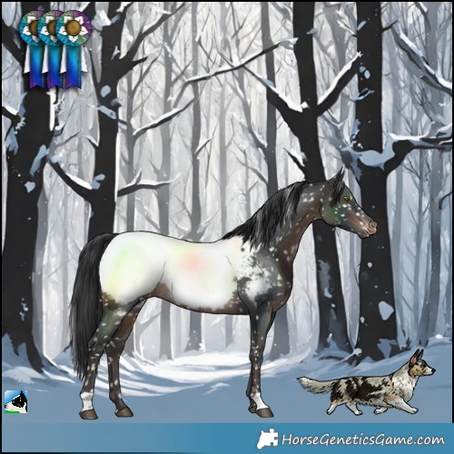 Horse Color:Brown Snowcap Rabicano 