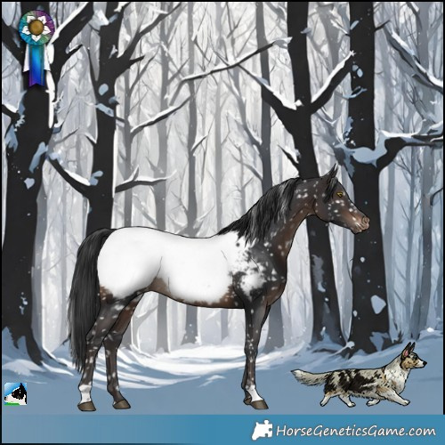 Horse Color:Brown Appaloosa Rabicano 