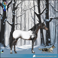Horse Color:Brown Appaloosa Rabicano 