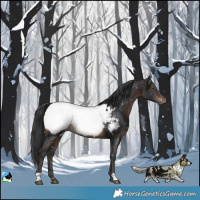 Horse Color:Brown Appaloosa Rabicano 