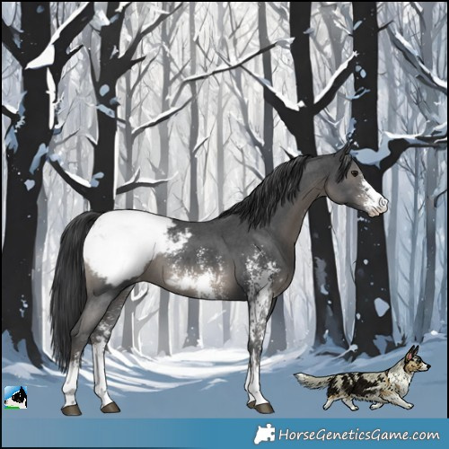 Horse Color:Black Sabino Appaloosa Rabicano 