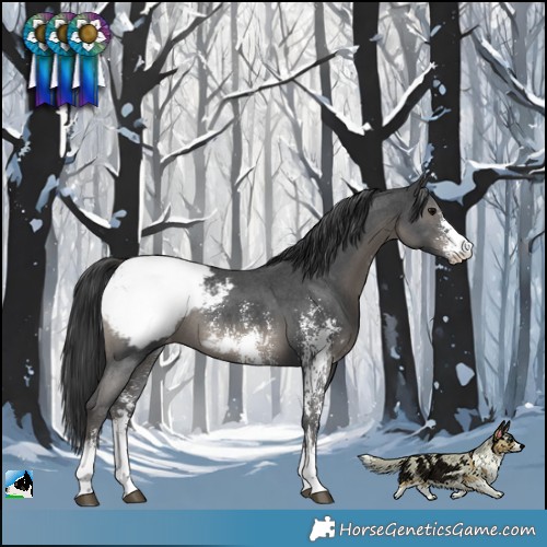 Horse Color:Black Sabino Snowcap Rabicano
