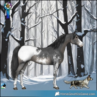 Horse Color:Black Sabino Snowcap Rabicano 