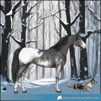 Horse Color:Black Sabino Appaloosa Rabicano 