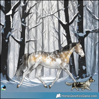 Horse Color:Buckskin Onyx Sabino Rabicano 