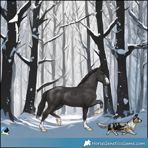 Horse Color:Smoky Black 