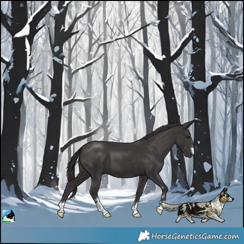 Horse Color:Smoky Black 